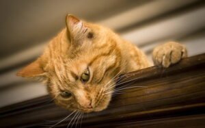 Royal Canin Cat Food Ingredients