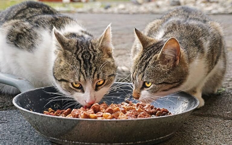 Mature Indoor Cats