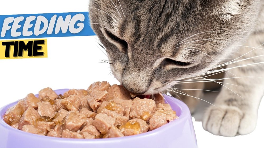 Best Time to Feed Cats